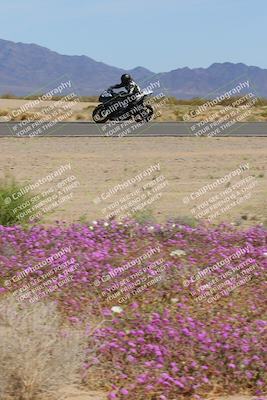 media/Mar-12-2023-SoCal Trackdays (Sun) [[d4c8249724]]/Turn 15 Inside Bloom (130pm)/